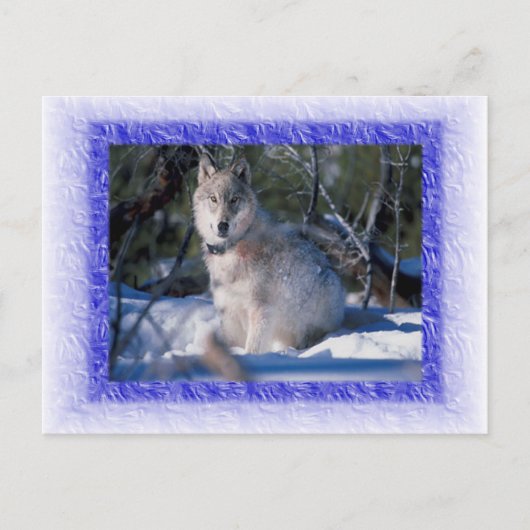 Wolf Postcard Postkarte (Vorderseite)