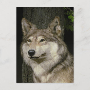 Wolf Postcard Postkarte