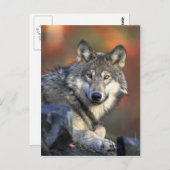 Wolf Postcard Postkarte (Vorne/Hinten)