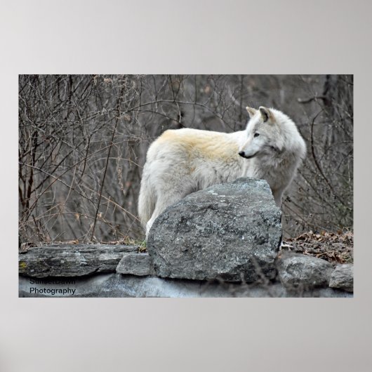 Wolf Poster (Vorne)