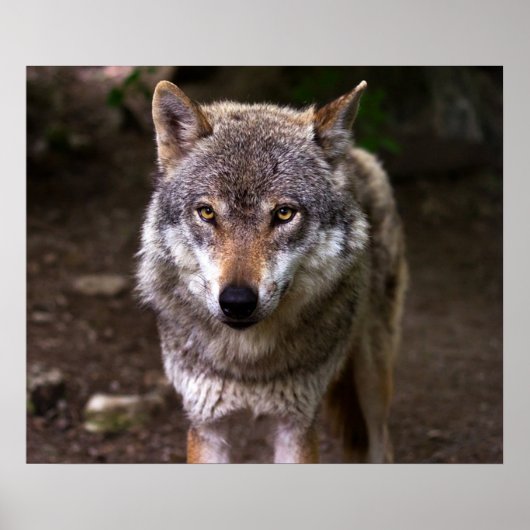 Wolf Poster (Vorne)