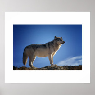 Wolf Poster