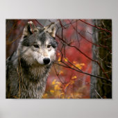 Wolf Poster (Vorne)