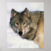 Wolf Poster (Vorne)