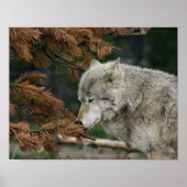 Wolf Poster (Vorne)