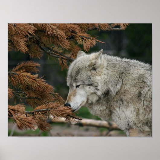 Wolf Poster (Vorne)