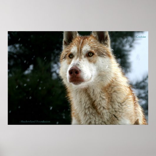 Wolf Poster (Vorne)