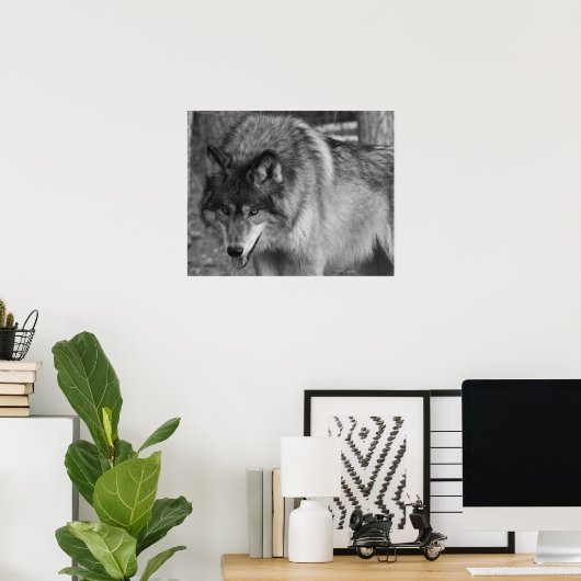Wolf Poster (Heimbüro)