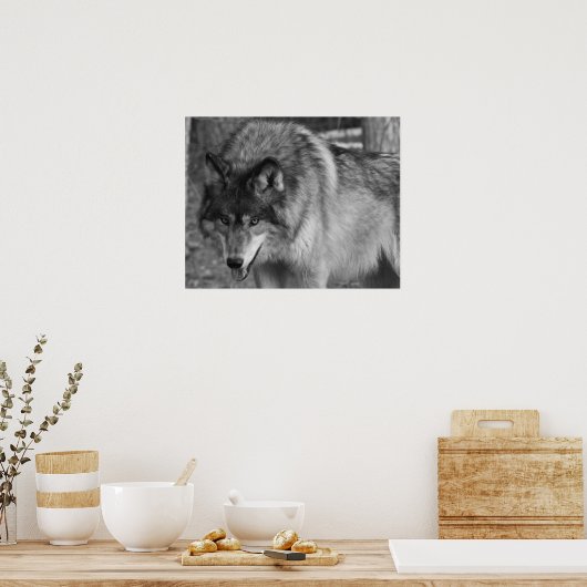 Wolf Poster (Küche)