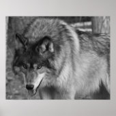 Wolf Poster (Vorne)