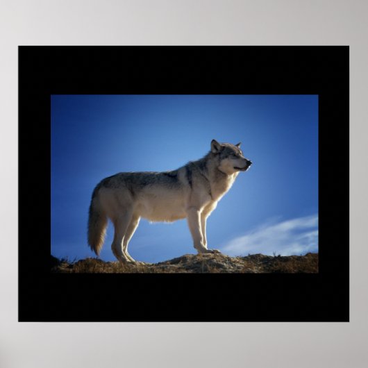 Wolf Poster (Vorne)