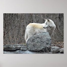 Wolf Poster