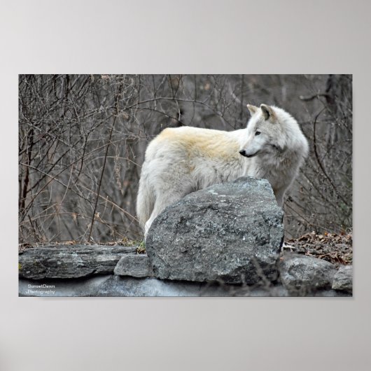 Wolf Poster (Vorne)