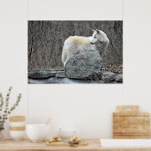 Wolf Poster (Küche)