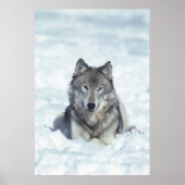Wolf Poster (Vorne)