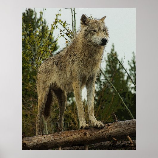 Wolf Poster (Vorne)
