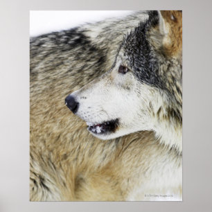 Wolf Poster