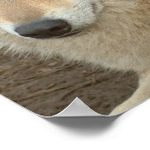 Wolf Poster Print (Ecke)