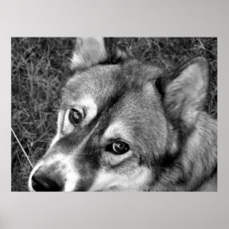 Wolf Poster (schwarz & weiß)