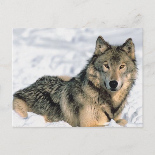 Wolf Postkarte (Vorderseite)