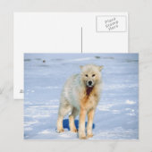 Wolf Postkarte (Vorne/Hinten)
