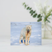 Wolf Postkarte (Stehend Vorderseite)