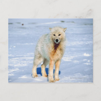Wolf Postkarte