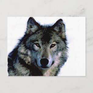 Wolf Postkarte
