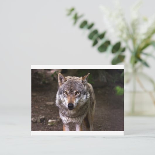 Wolf Postkarte (Stehend Vorderseite)