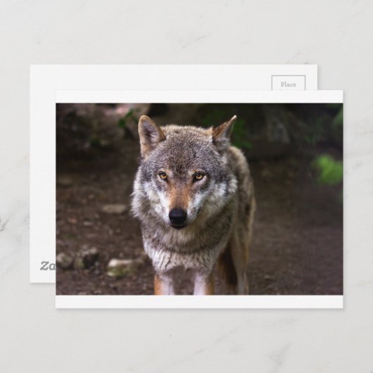 Wolf Postkarte (Vorne/Hinten)