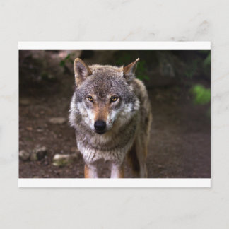 Wolf Postkarte