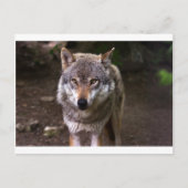 Wolf Postkarte (Vorderseite)