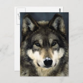 Wolf Postkarte (Vorne/Hinten)