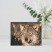 Wolf Postkarte (Stehend Vorderseite)