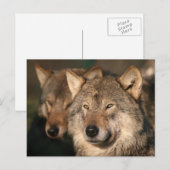 Wolf Postkarte (Vorne/Hinten)