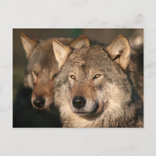 Wolf Postkarte (Vorderseite)