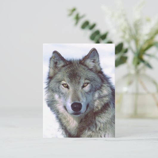 Wolf Postkarte (Stehend Vorderseite)