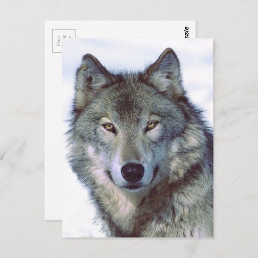 Wolf Postkarte (Vorne/Hinten)