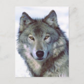 Wolf Postkarte (Vorderseite)