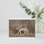 Wolf Postkarte (Stehend Vorderseite)