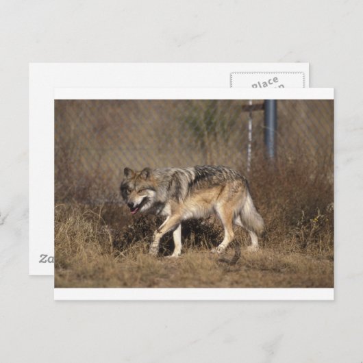 Wolf Postkarte (Vorne/Hinten)