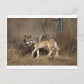 Wolf Postkarte (Vorderseite)