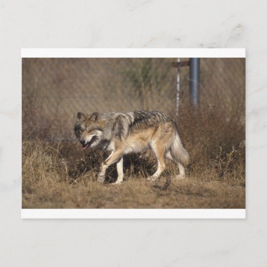 Wolf Postkarte (Vorderseite)
