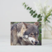Wolf Postkarte (Stehend Vorderseite)