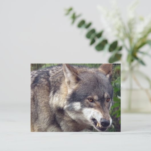 Wolf Postkarte (Stehend Vorderseite)