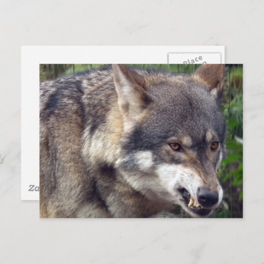 Wolf Postkarte (Vorne/Hinten)