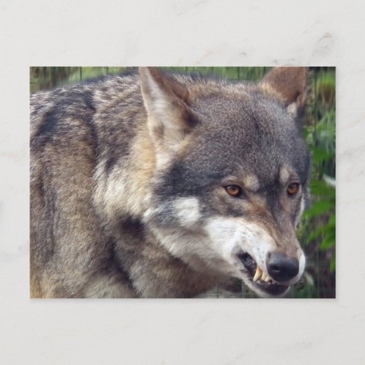 Wolf Postkarte (Vorderseite)
