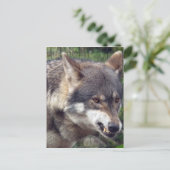 Wolf Postkarte (Stehend Vorderseite)