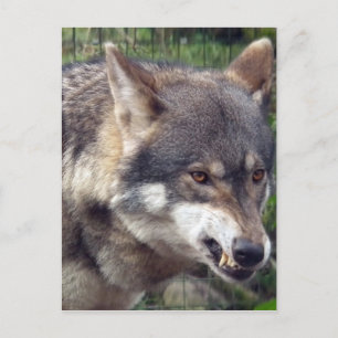 Wolf Postkarte