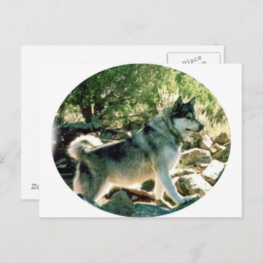 Wolf Postkarte (Vorne/Hinten)